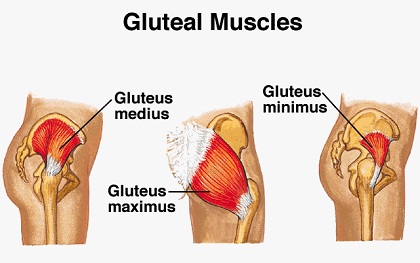 Gluteus