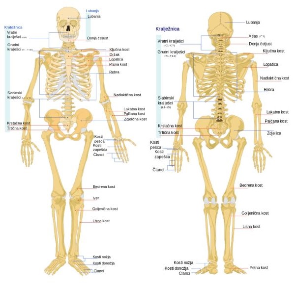 bolest kostiju u zglobovima)