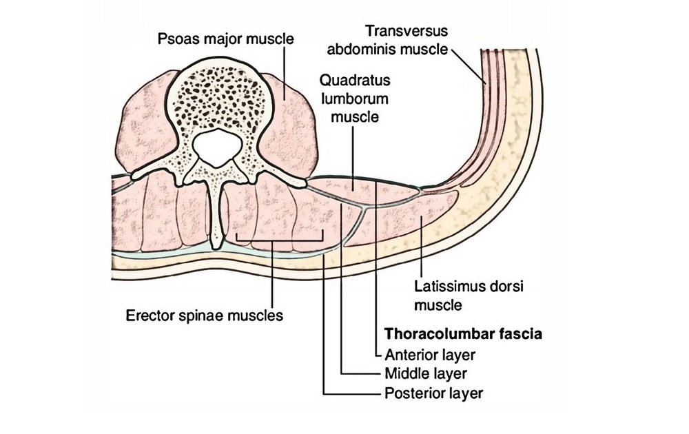 fascija