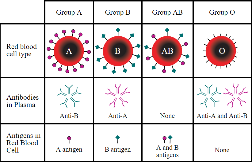 krvne grupe