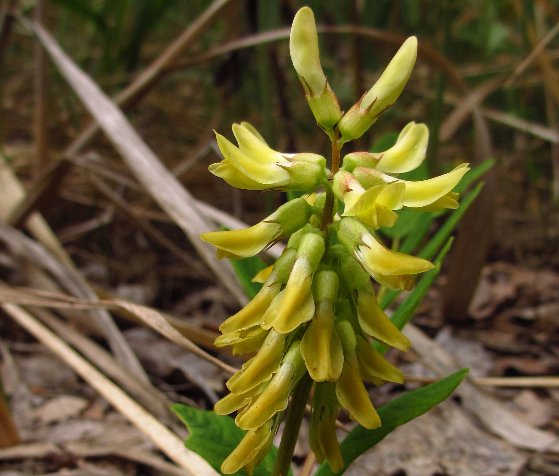 astragalus