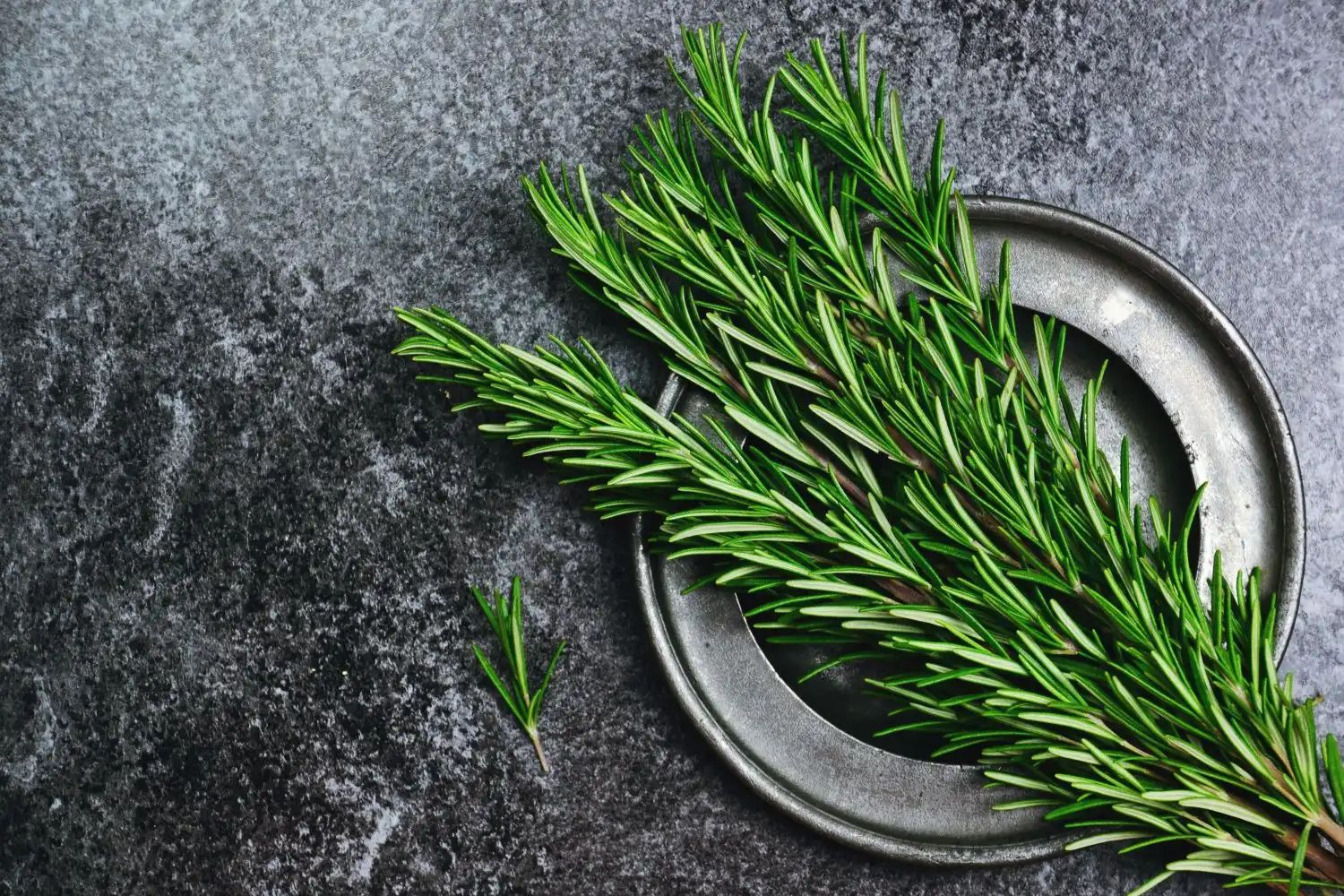 Rosemary, Dalmatian herb, Mediterranean spice, aromatic, www.zadarvillas.com