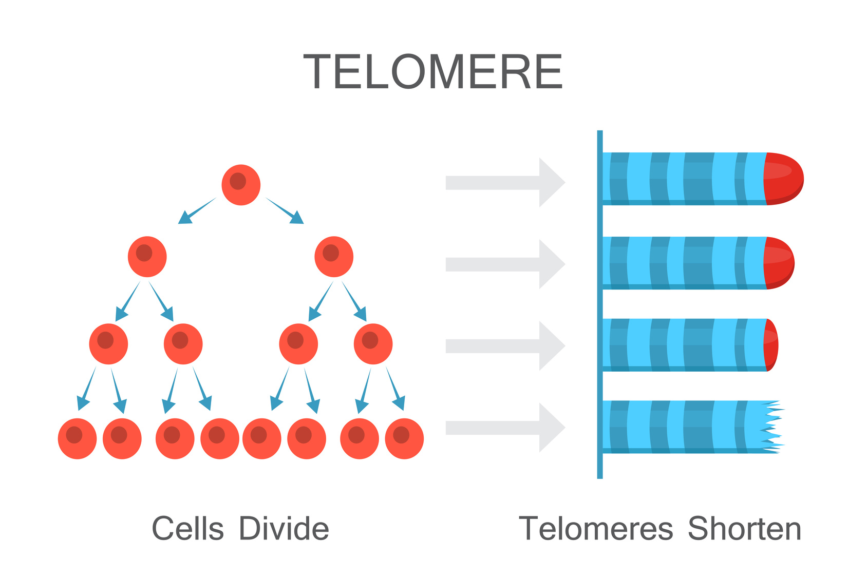 telomeri