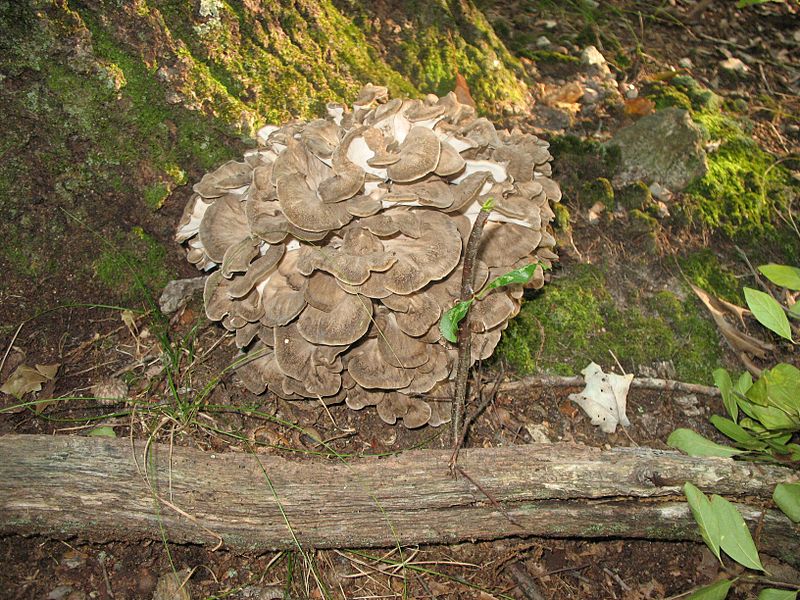 maitake