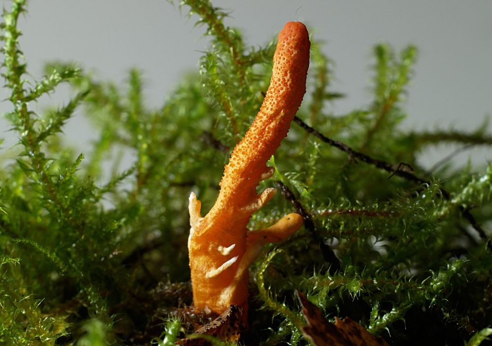 cordyceps