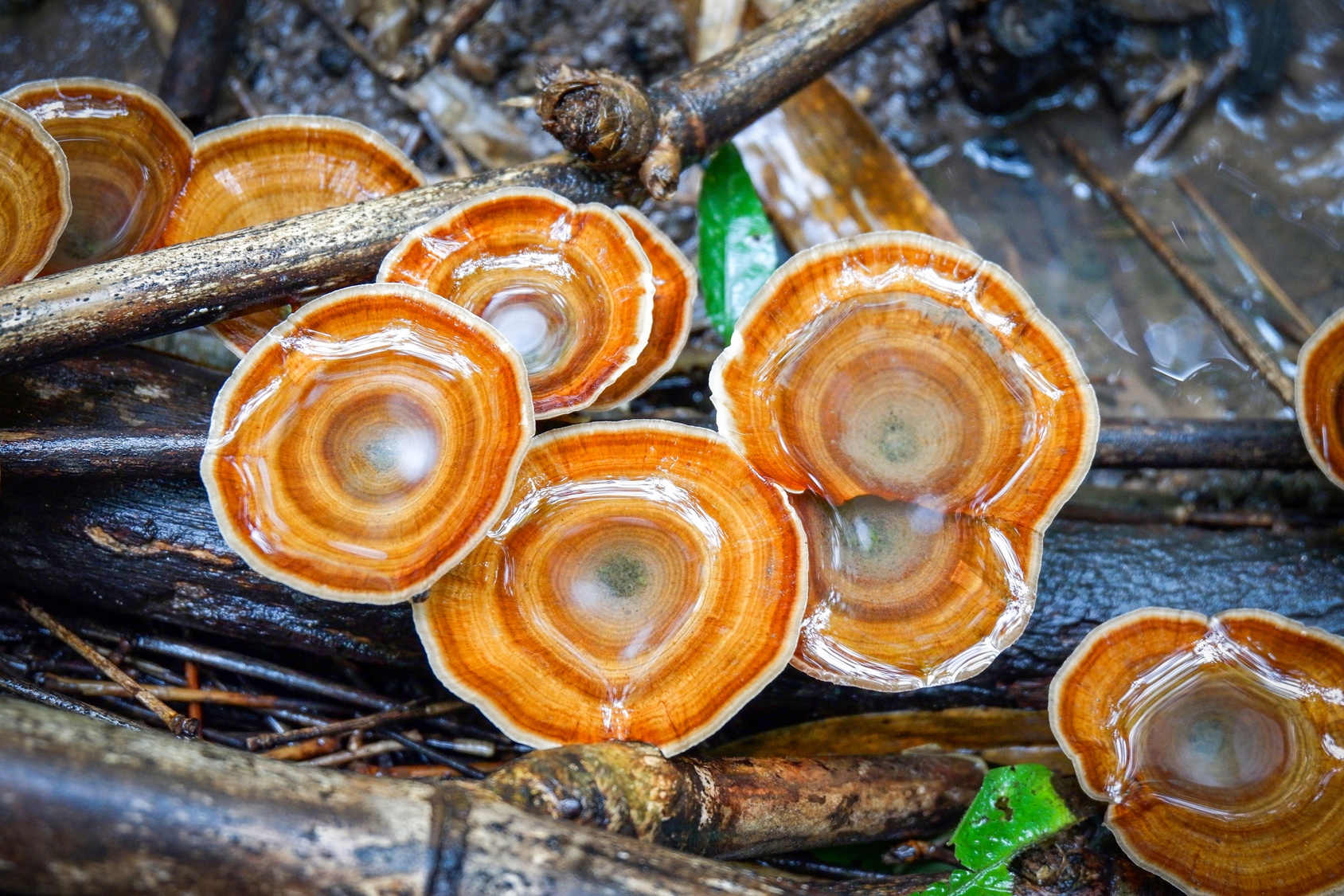 reishi