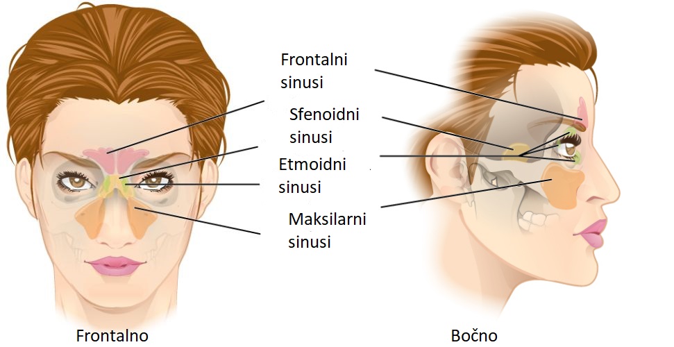sinusi