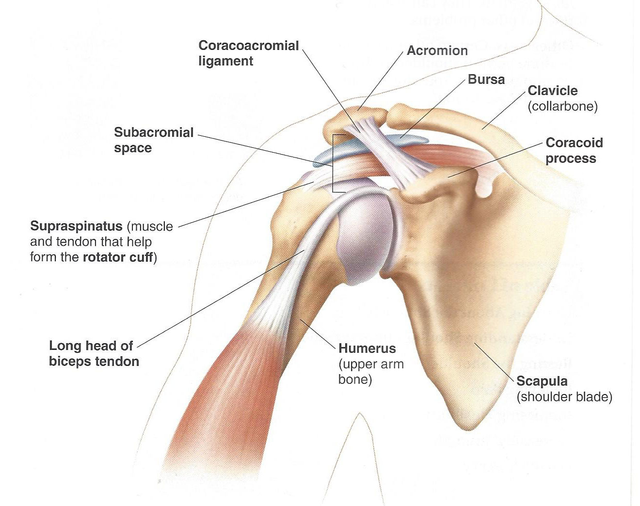 Povrede ramena - mišici ramena, povreda ramena prilikom pada, iščašenje