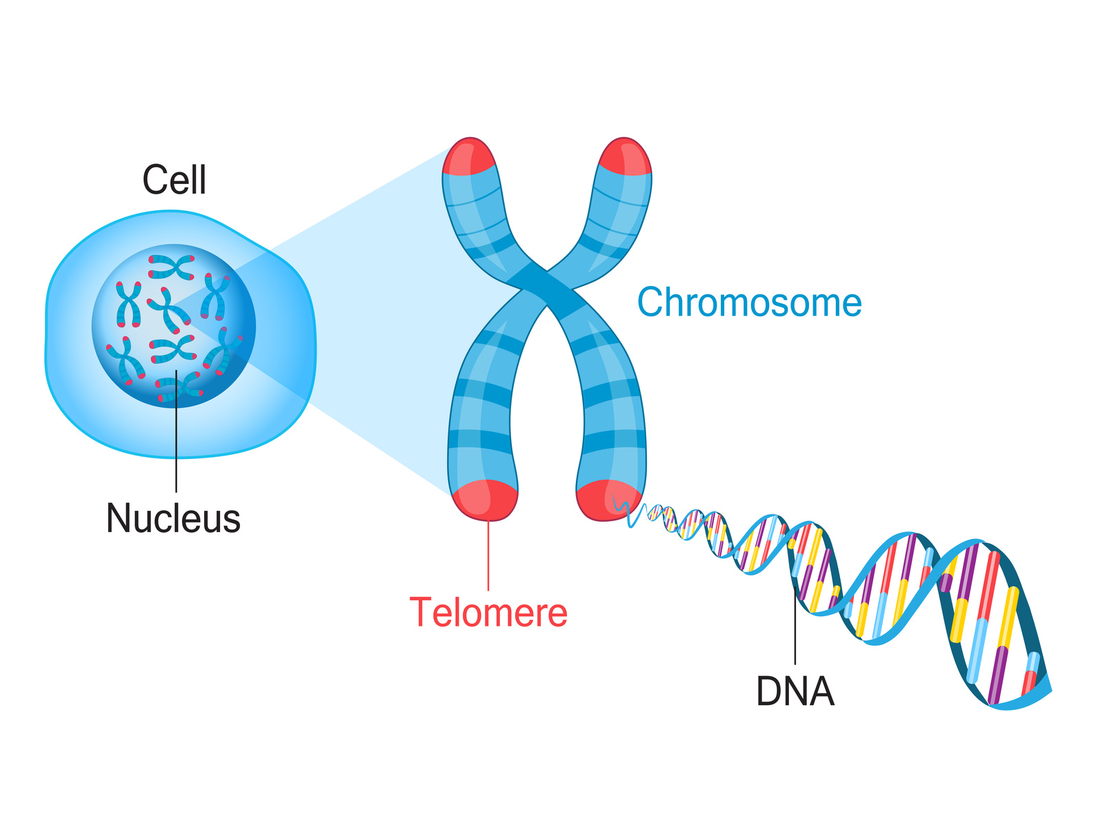 telomeri