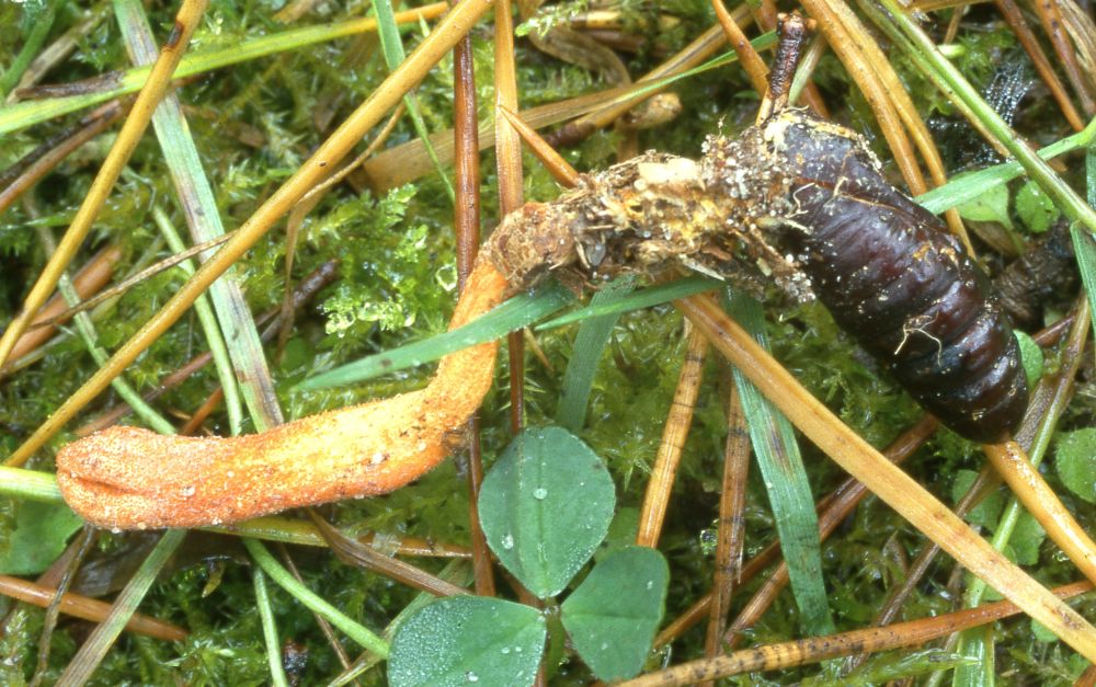 cordyceps