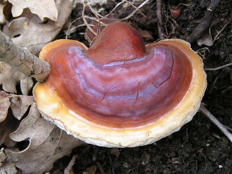 reishi