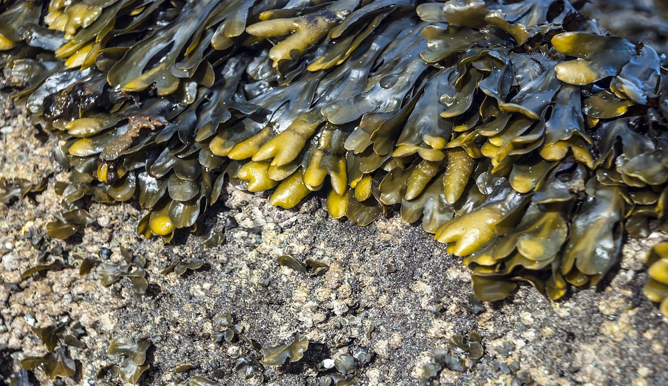 kelp