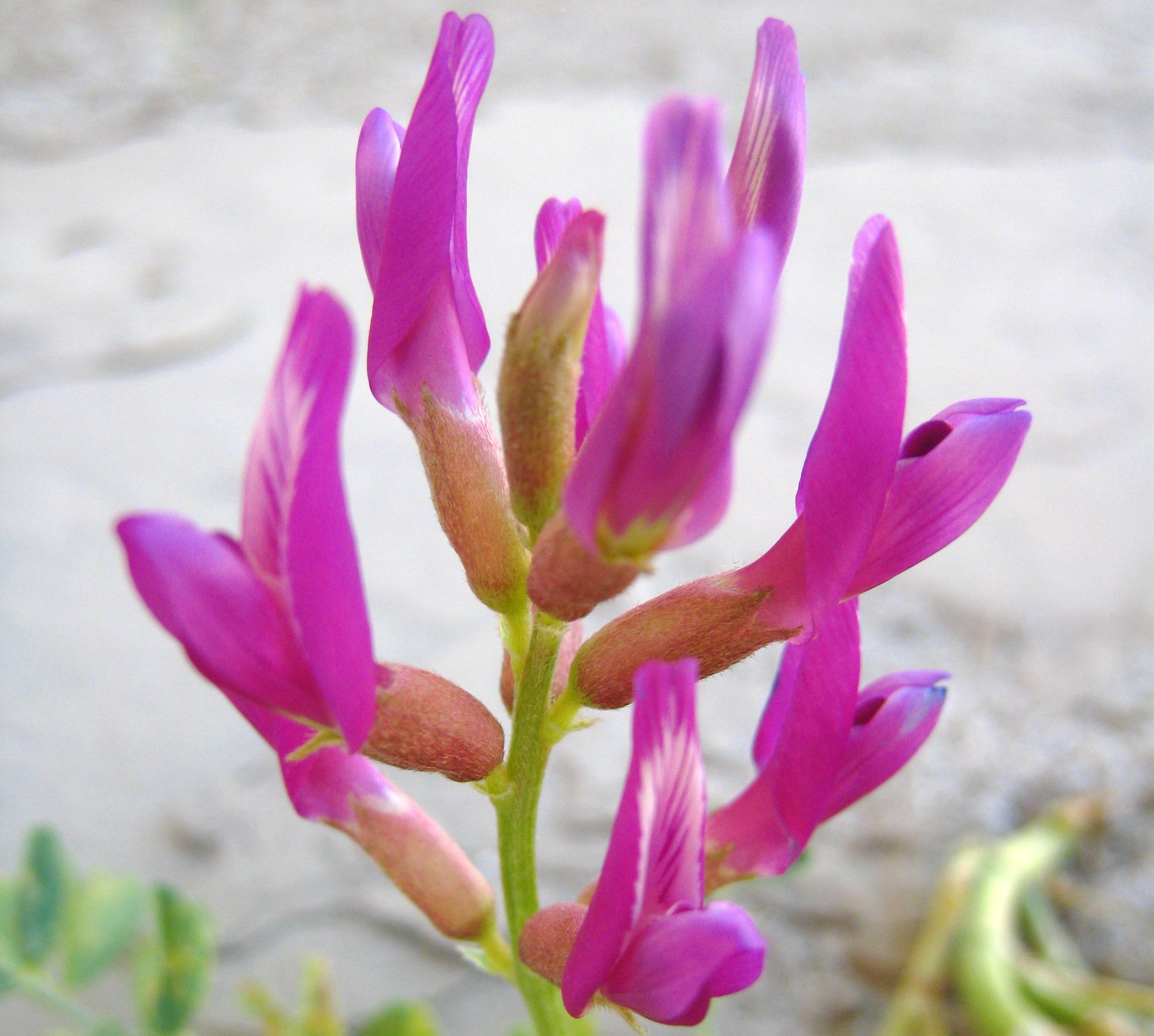 astragalus