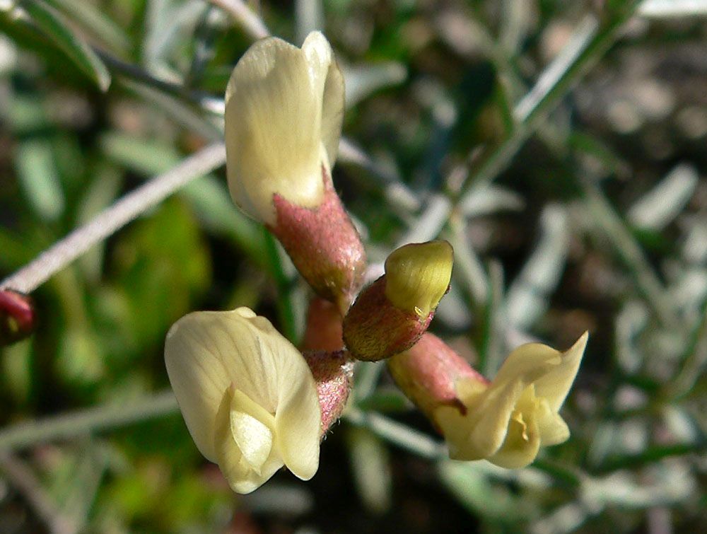 astragalus