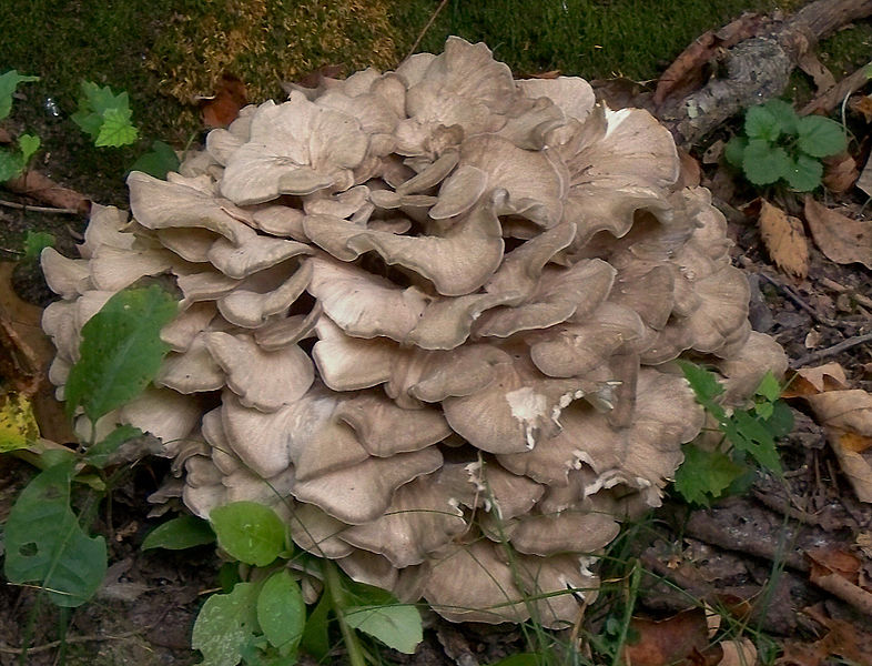 maitake