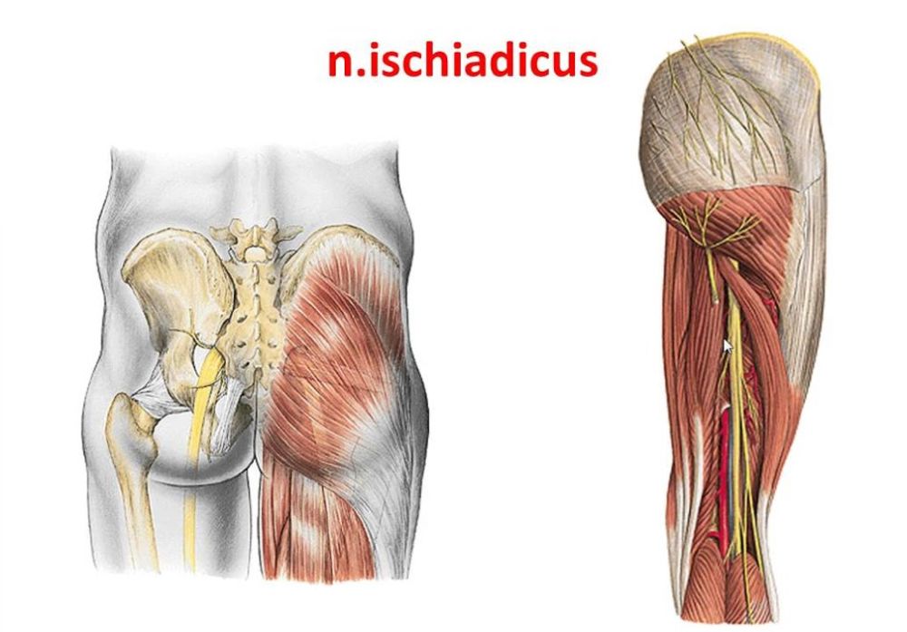 Chondromaris forum