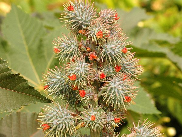 ricinus