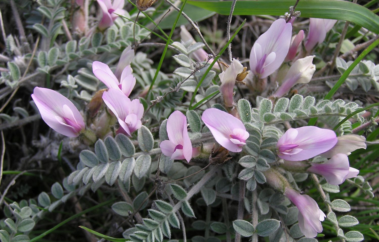 astragalus