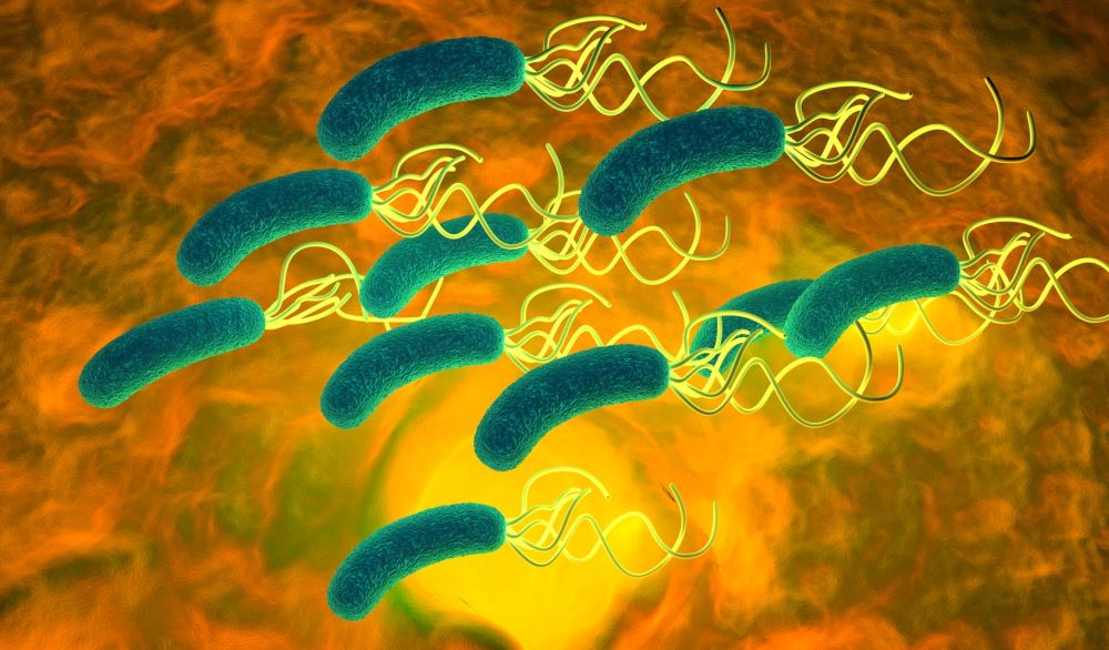 h.pylori