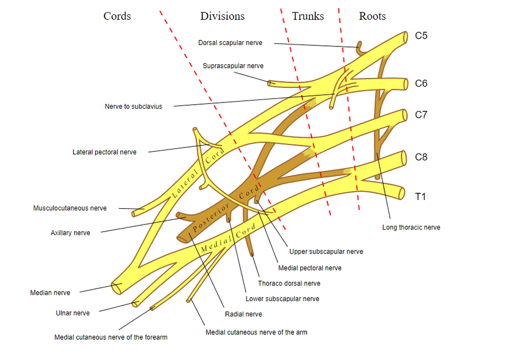 brachial plexux