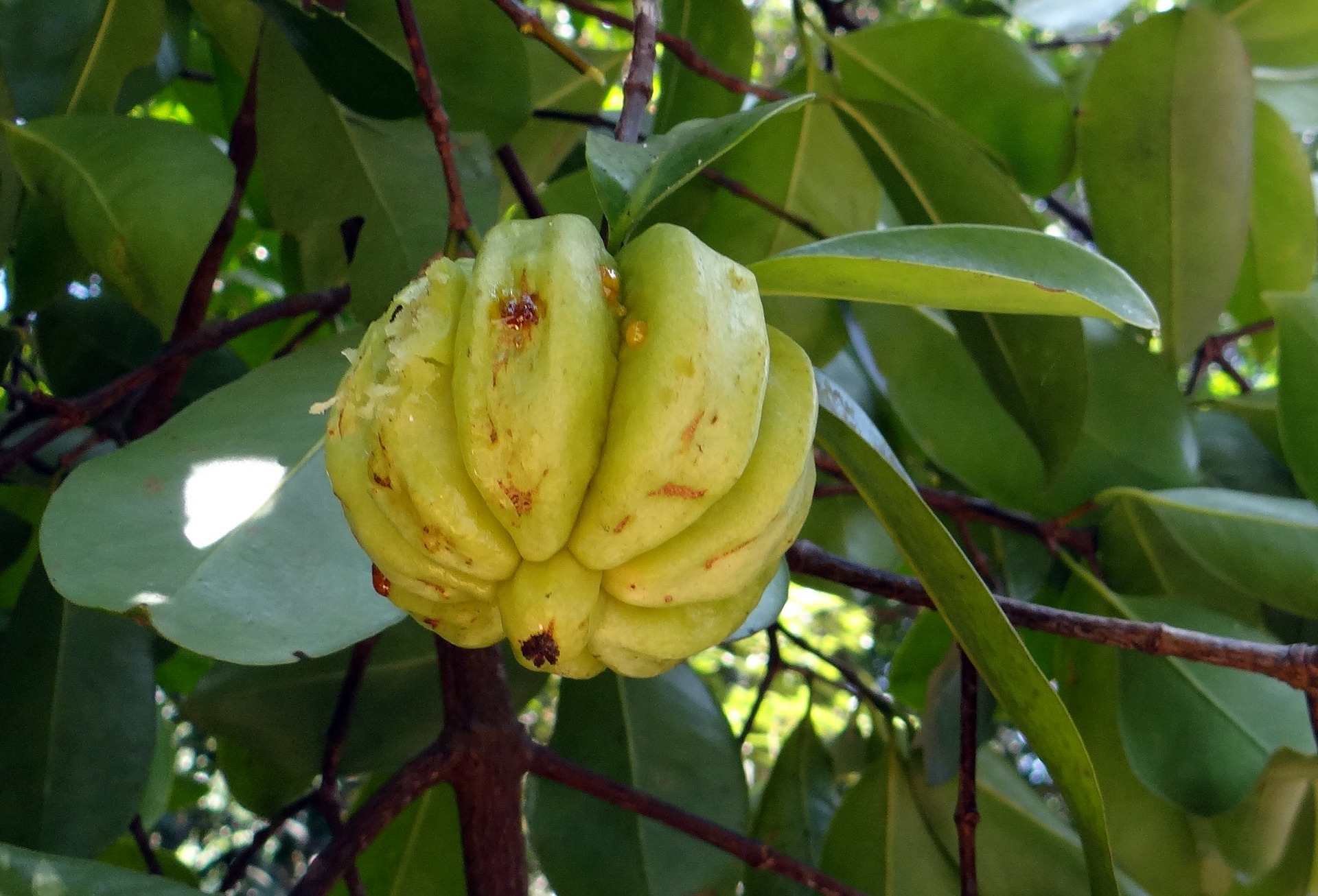 garcinia cambogia