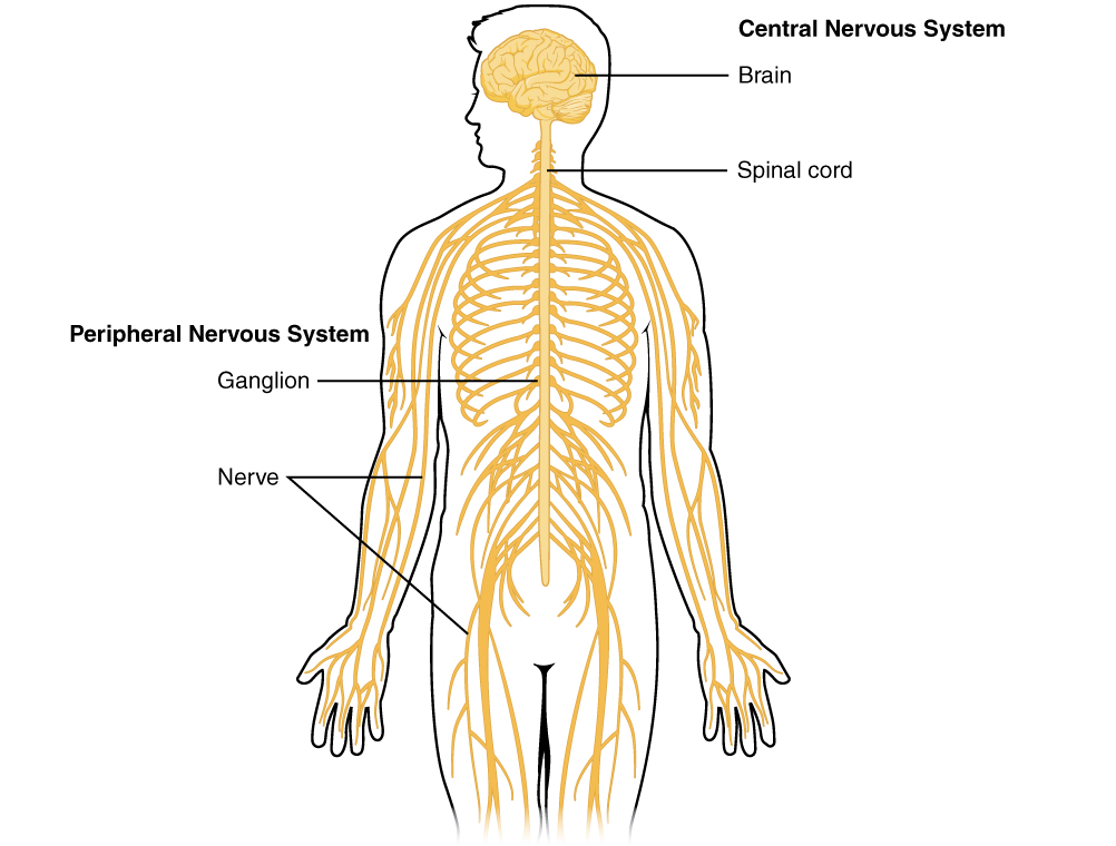 cns