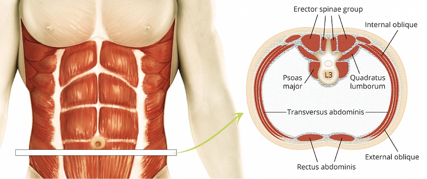anatomija core