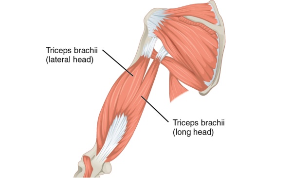 triceps