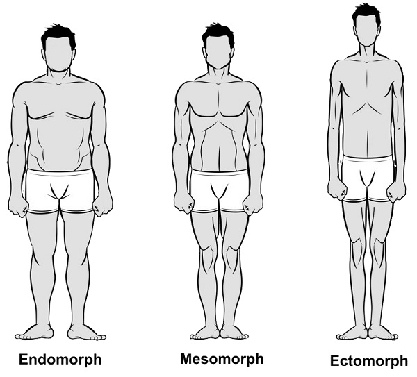 tjelesni tipovi