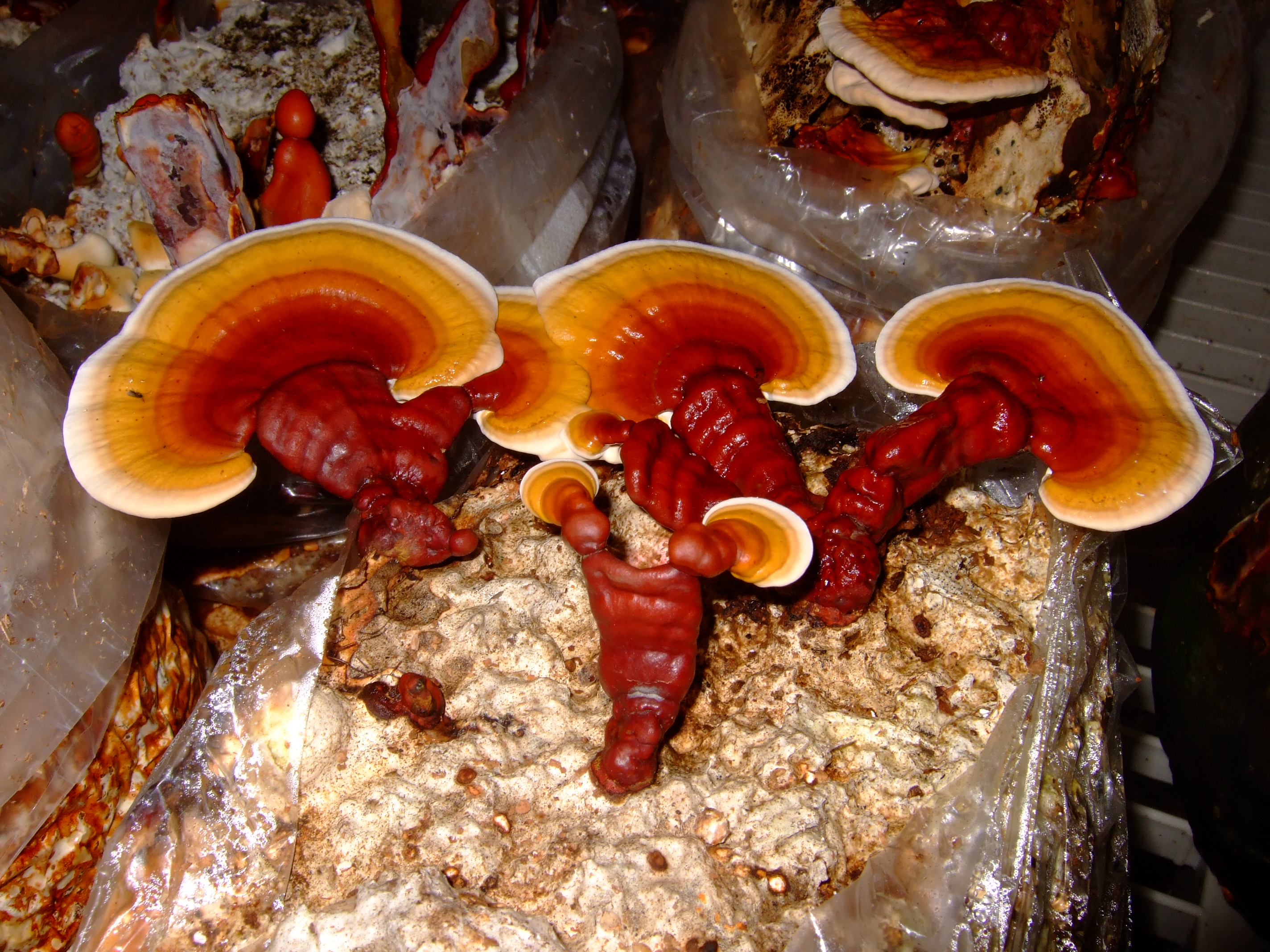 reishi