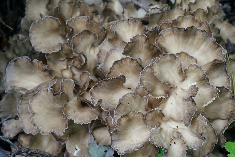 maitake