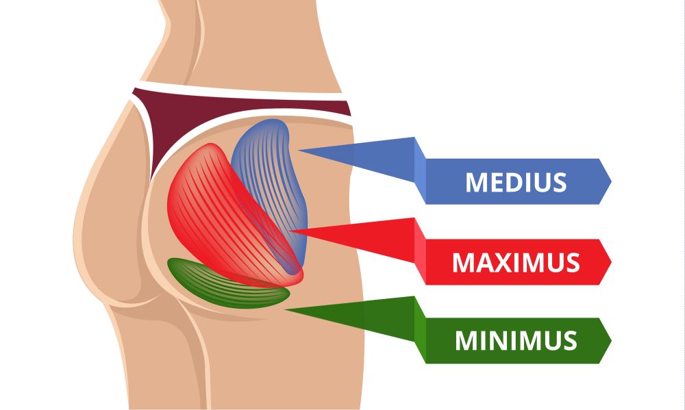 gluteus