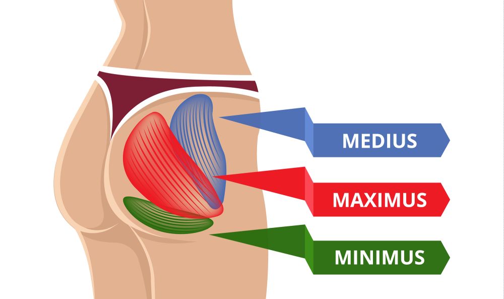 gluteus