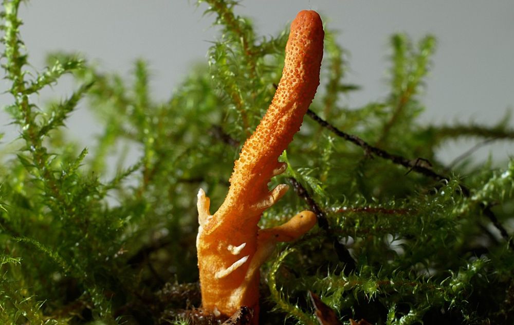 cordyceps