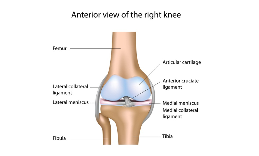 oštećenja meniskusa boli u koljenu kakvo je liječenje artroze koljena