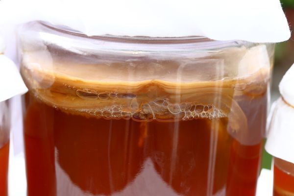 kombucha