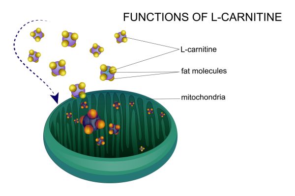 l carnitine