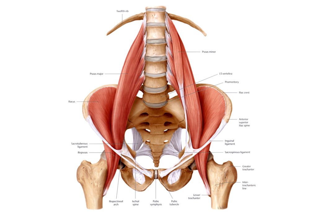 psoas