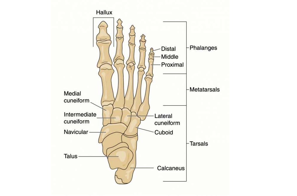 Metatarzalgija - pojava boli u području prednjeg dijela stopala