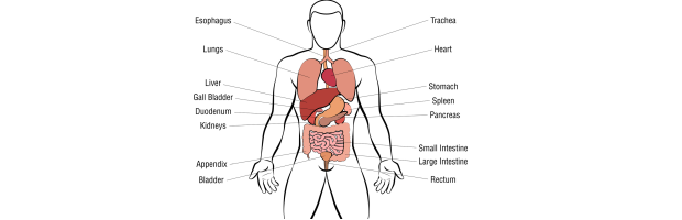 Smještaj organa u ljudskom tijelu
