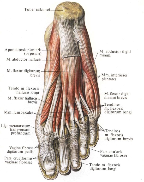 anatomija stopalo