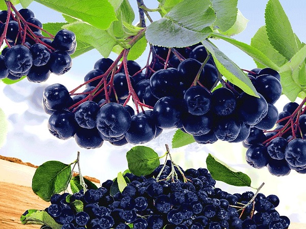Aronia