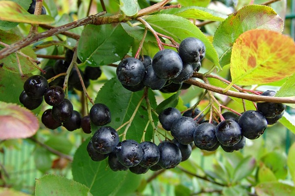 aronija