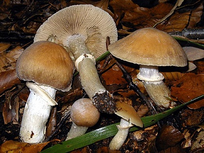 Ciganka