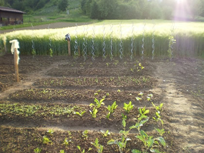 Vrt u ruralnoj sredini