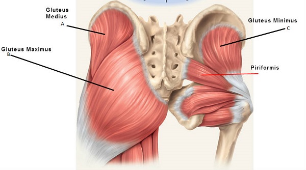 Glueus i piriformis