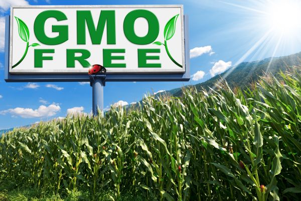 gmo