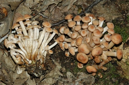 Grmača