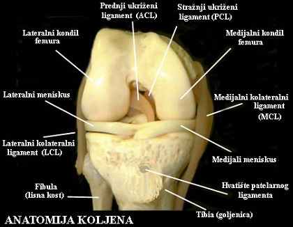 koljeno
