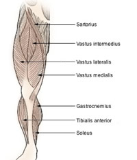 Kvadriceps